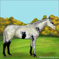 Horse Color:ERROR: UNKNOWN ANOMALY