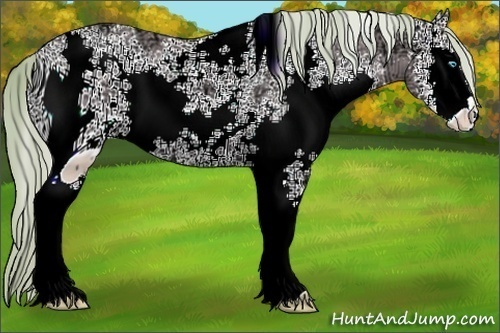 Horse Color:ERROR: UNKNOWN ANOMALY