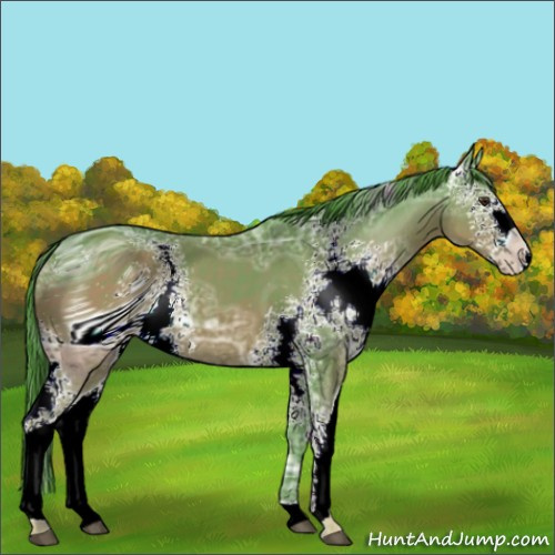 Horse Color:ERROR: UNKNOWN ANOMALY
