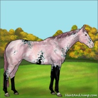 Horse Color:ERROR: UNKNOWN ANOMALY