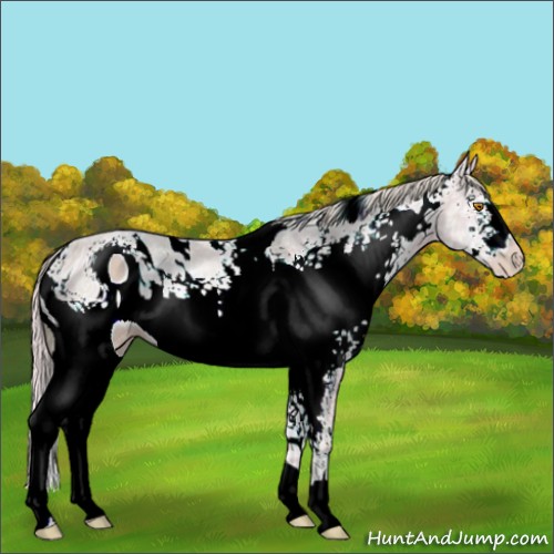Horse Color:ERROR: UNKNOWN ANOMALY