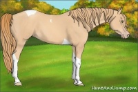 Horse Color:Gold Champagne Tobiano 