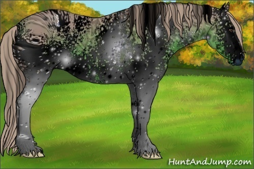 Horse Color:ERROR: UNKNOWN ANOMALY