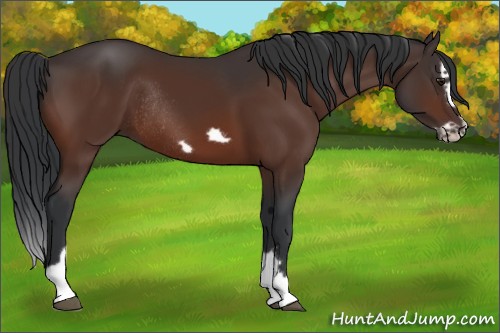 Horse Color:Brown Splash Frame Rabicano 