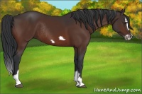 Horse Color:Brown Splash Frame Rabicano 