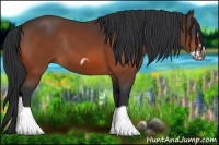 Horse Color:Bay Splash Frame Rabicano 