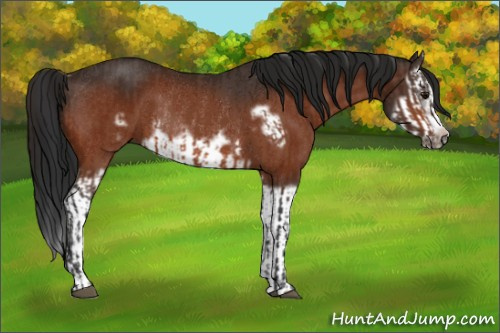 Horse Color:Bay Splash Frame Rabicano  and Gray Bay Splash Frame Rabicano 