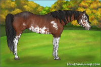 Horse Color:Bay Splash Frame Rabicano  and Gray Bay Splash Frame Rabicano 