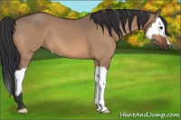 Horse Color:Bay Dun and Bay Dun Splash