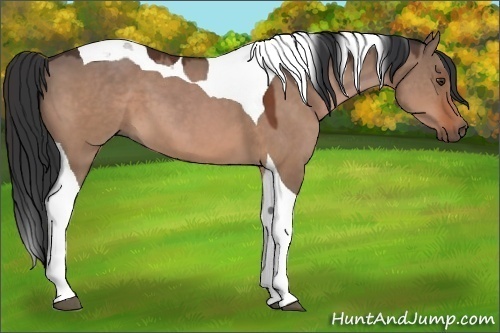 Horse Color:Brown Dun Tobiano 