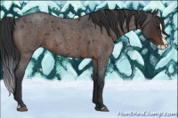 Horse Color:Brown Roan Splash Rabicano 