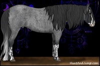 Horse Color:Blue Roan  and Blue Roan Splash 