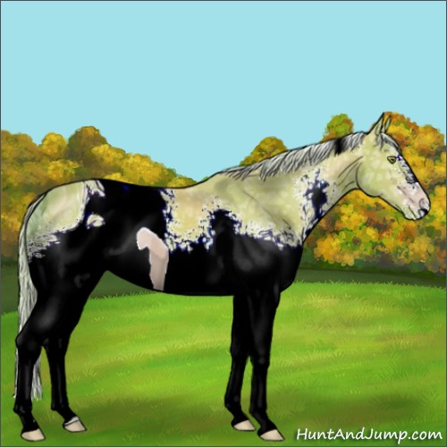Horse Color:ERROR: UNKNOWN ANOMALY