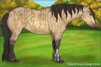 Horse Color:Buckskin and Buckskin Dun
