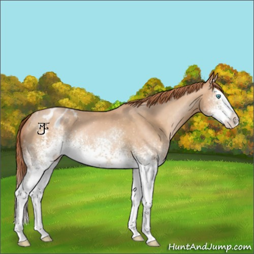 Horse Color:White Spotted Buckskin Pearl Splash Appaloosa 