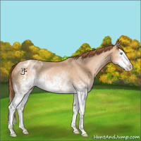 Horse Color:White Spotted Buckskin Pearl Splash Appaloosa 