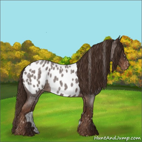 Horse Color:Liver Red Roan Appaloosa 