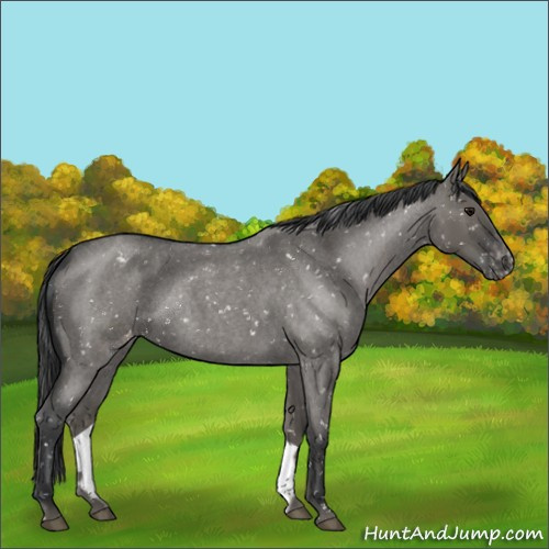 Horse Color:Grullo Roan Snowflake Varnish