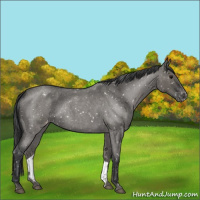 Horse Color:Grullo Roan Snowflake Varnish