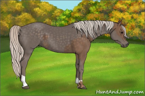 Horse Color:Silver Black  and Silver Black 
