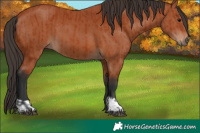 Horse Color:Bay and Bay
