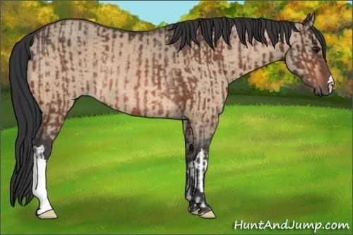 Horse Color:Bay Rabicano  and Bay Dun Rabicano 