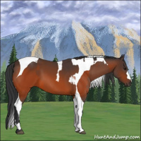 Horse Color:Bay  and Bay Tobiano 