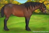 Horse Color:Bay Splash Frame Rabicano 