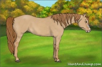 Horse Color:Red Dun  and Red Dun Splash 