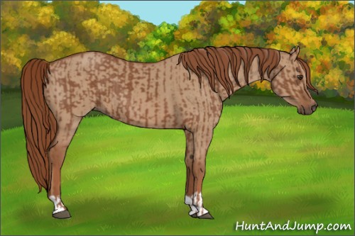 Horse Color:Chestnut and Red Dun