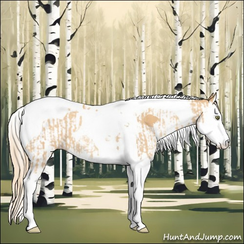 Horse Color:Gold Champagne Splash Tobiano  and Gold Champagne Splash Tobiano 