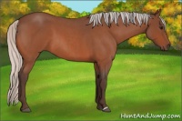 Horse Color:Silver Bay Roan  and Silver Bay Roan 