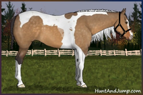 Horse Color:Buckskin Dun Sabino Tobiano 