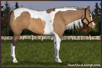 Horse Color:Buckskin Dun Sabino Tobiano 
