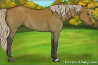 Horse Color:Silver Bay Dun 