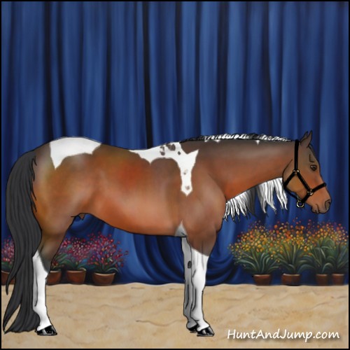 Horse Color:Brown Tobiano 