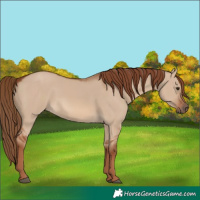 Horse Color:Red Dun Rabicano