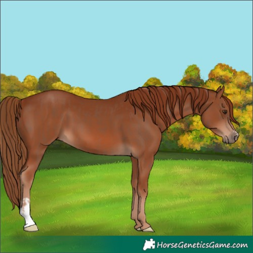 Horse Color:Chestnut  and Chestnut 