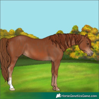 Horse Color:Chestnut and Chestnut