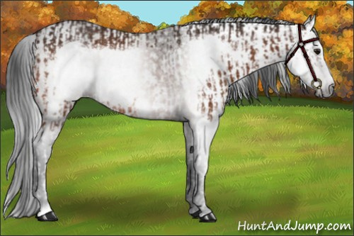Horse Color:Bay Splash Frame Rabicano and Gray Bay Roan Frame Rabicano