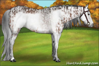 Horse Color:Bay Splash Frame Rabicano  and Gray Bay Roan Frame Rabicano 