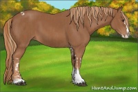 Horse Color:Chestnut Splash Tobiano  and Chestnut Splash Tobiano 