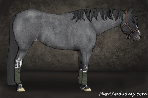 Horse Color:Blue Roan Appaloosa  and Blue Roan Appaloosa 