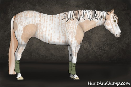 Horse Color:Gold Champagne Splash Tobiano  and Gold Champagne Splash Tobiano 