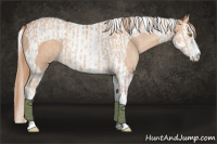 Horse Color:Gold Champagne Splash Tobiano  and Gold Champagne Splash Tobiano 