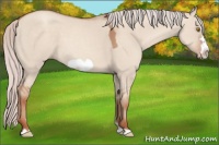 Horse Color:Silver Classic Champagne Dun Frame 