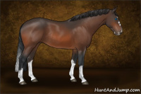 Horse Color:Bay Splash Frame Rabicano