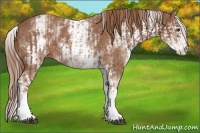 Horse Color:White Spotted Chestnut Sabino and White Spotted Chestnut Sabino Splash
