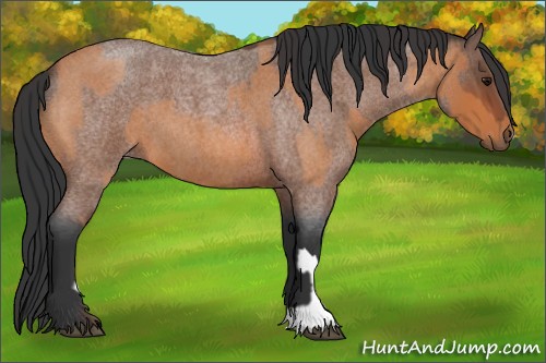 Horse Color:Bay Roan and Bay Roan
