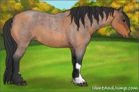 Horse Color:Bay Roan  and Bay Roan 